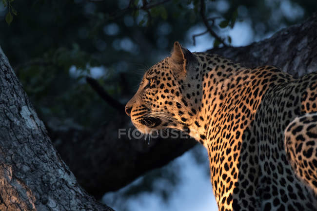 Léopard assis dans l'arbre au soleil du soir — Photo de stock