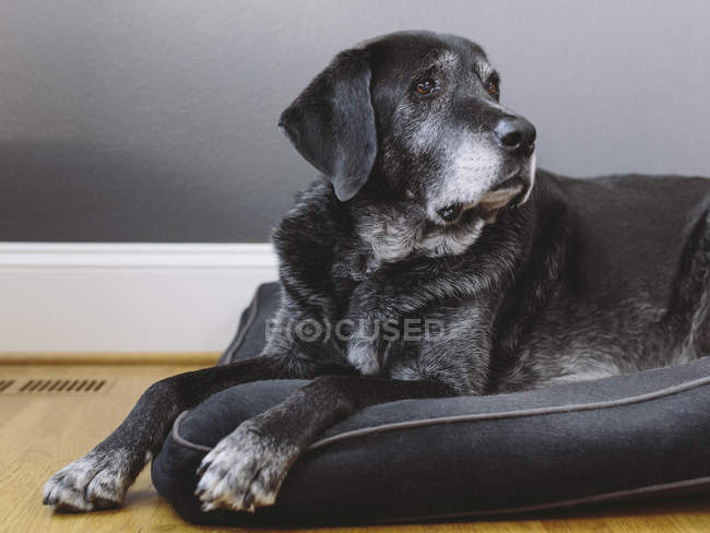 Mischlingshund mit schwarzem Fell liegt auf Kissen. — Stockfoto