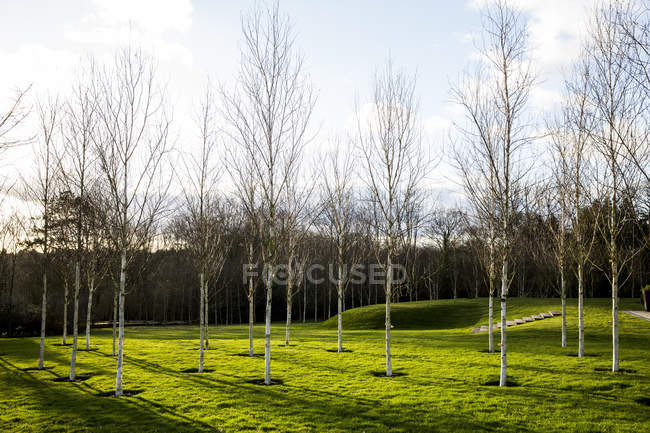 Garden in spring with white birch trees with pale trunks in grass in Amersham, Buckinghamshire, England — Stock Photo