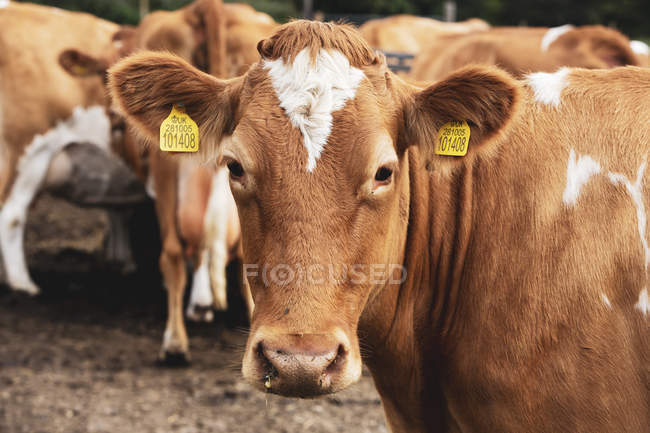 Крупний план корови дивлячись у камеру і стадо п'єлид червоних і білих Гернсі корів в перо. — стокове фото