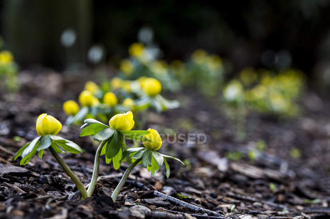 Close-up of small yellow aconites flowering in bark and fallen leaves in late winter in Oxfordshire, England — Stock Photo