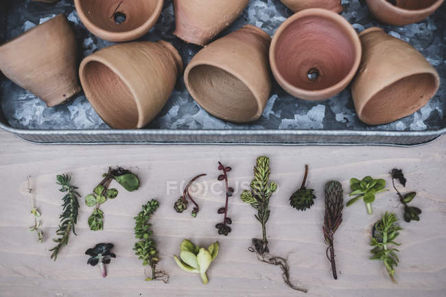 High angle close-up of selection of small succulents and terracotta pots on metal tray. — Stock Photo