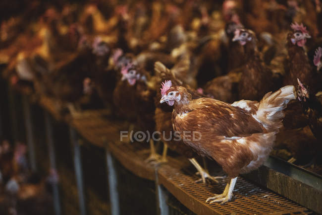 Grand troupeau de poules brunes dans une poulailler à la ferme . — Photo de stock