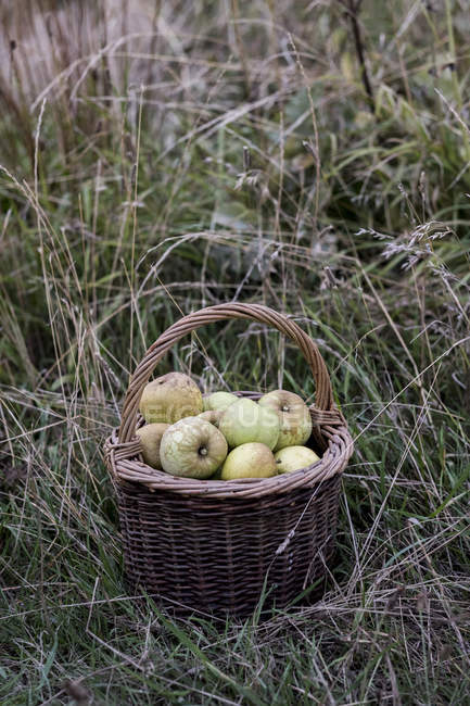 Крупним планом свіжопідібраних яблук у коричневому плетеному кошику на високій траві. — стокове фото