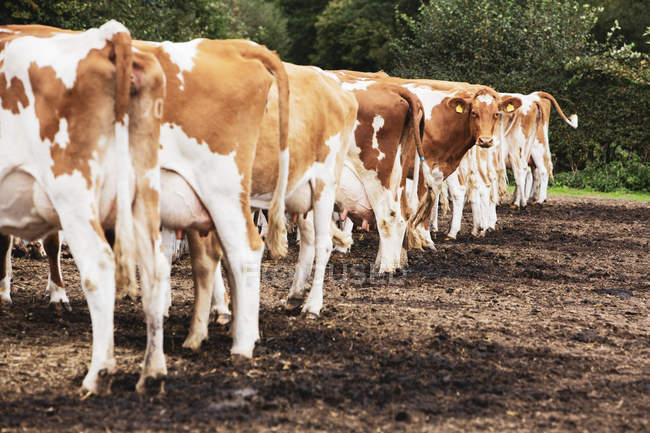 Herd of piebald red and white Guernsey cows on muddy pasture. — Stock Photo