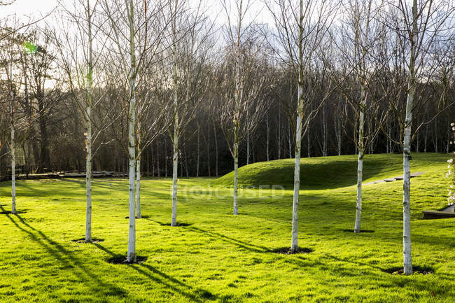 Garden in spring with white birch trees with pale trunks in grass in Amersham, Buckinghamshire, England — Stock Photo