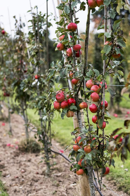 Meli in orto biologico in autunno con frutti rossi sui rami — Foto stock