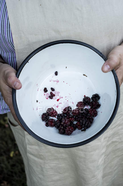 High angle close up of person holding round baking tin with blackberries. — Stock Photo