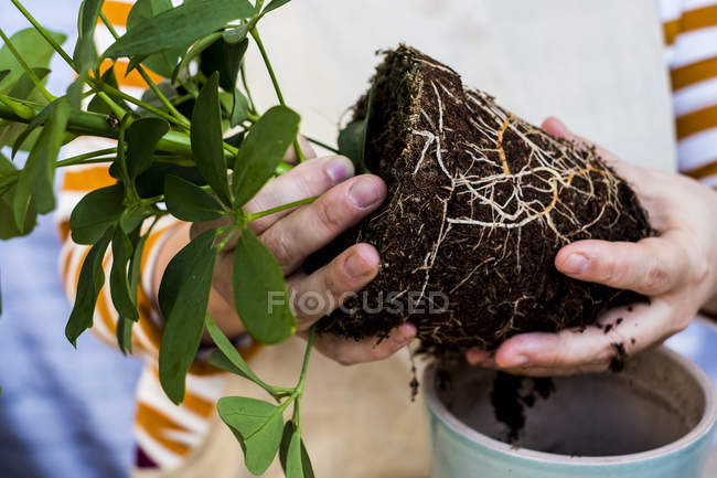 Nahaufnahme einer Person, die eine Pflanze mit Erde an Wurzeln hält. — Stockfoto