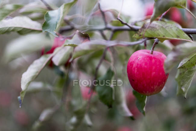 Apple tree in organic orchard garden in autumn with red fruit on branches — Stock Photo