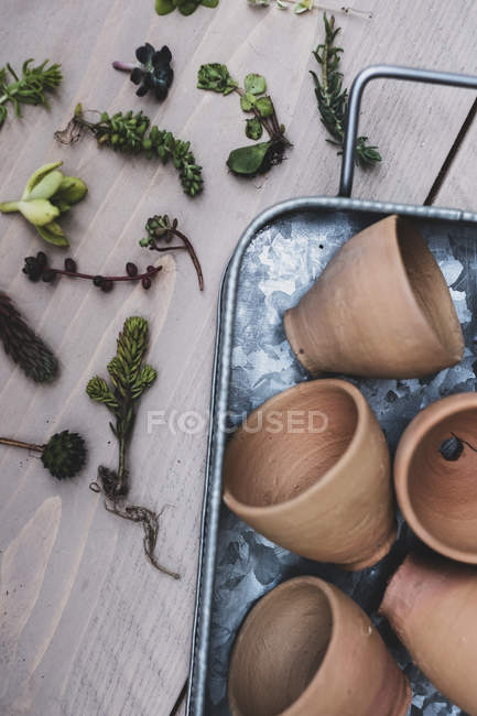High angle close-up of selection of small succulents and terracotta pots on metal tray. — Stock Photo