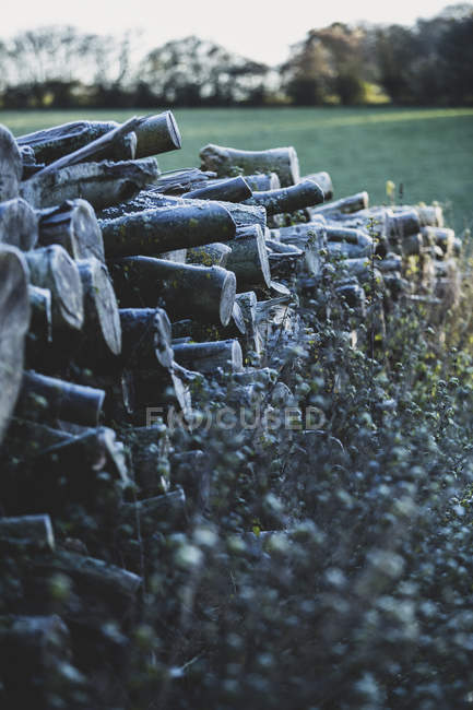 Nahaufnahme eines Stapels von Holzstämmen auf der Weide eines Bauernhofes. — Stockfoto