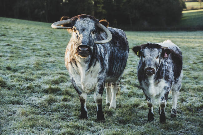 English Longhorn cow and calf standing on green pasture. — Stock Photo