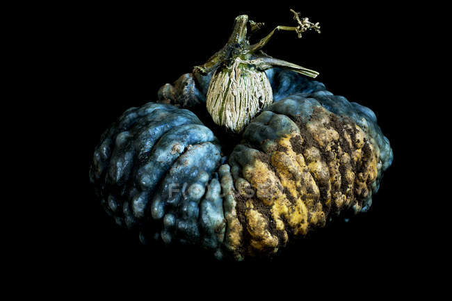 Close-up of knobbly blue and yellow pumpkin on black background. — Stock Photo