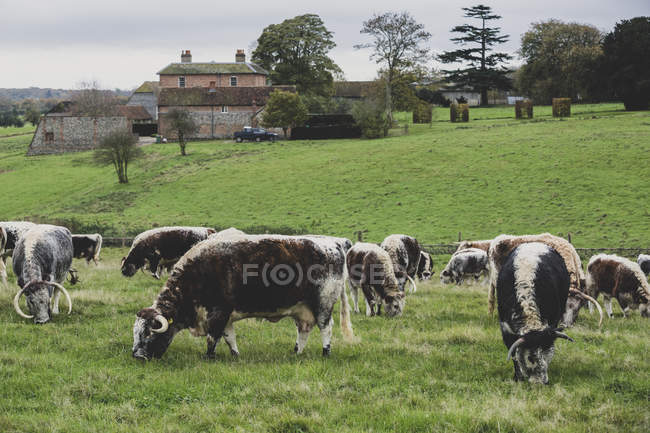 Herde englischer Langhorn-Kühe weidet auf der grünen Weide. — Stockfoto