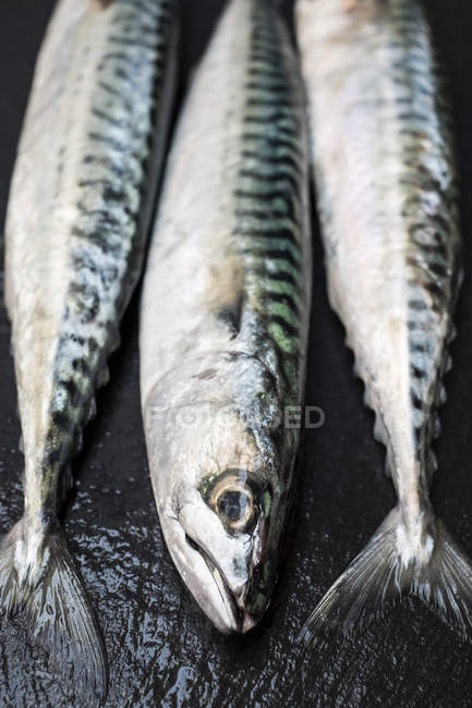 Alto ângulo close-up de três peixes de cavala fresca na mesa . — Fotografia de Stock