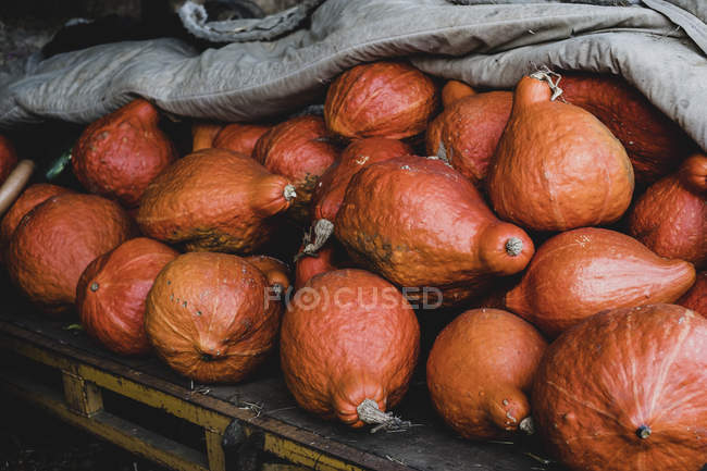 Nahaufnahme von frisch geernteten Orangen-Radstangen-Kürbissen. — Stockfoto