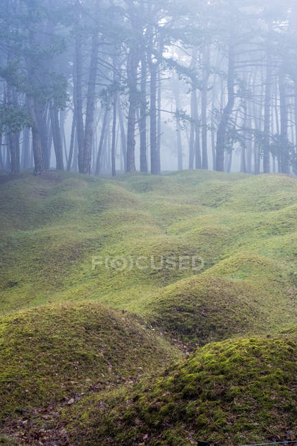 Misty woodland with grass mounds and trees in background. — Stock Photo
