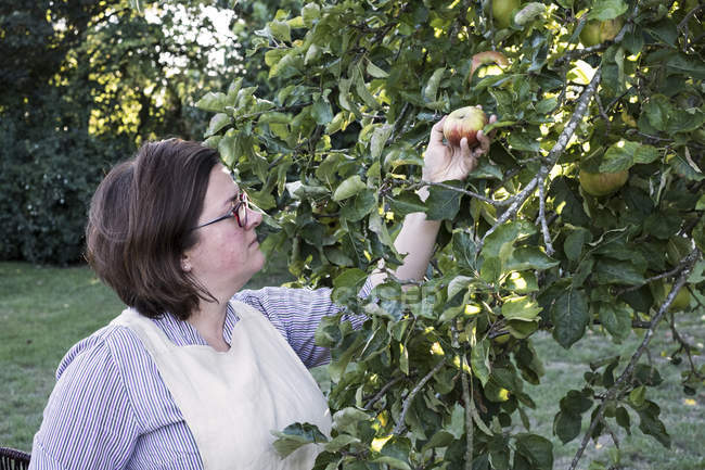 Женщина в фартуке и очках собирает красные и зеленые яблоки с фруктового дерева . — стоковое фото