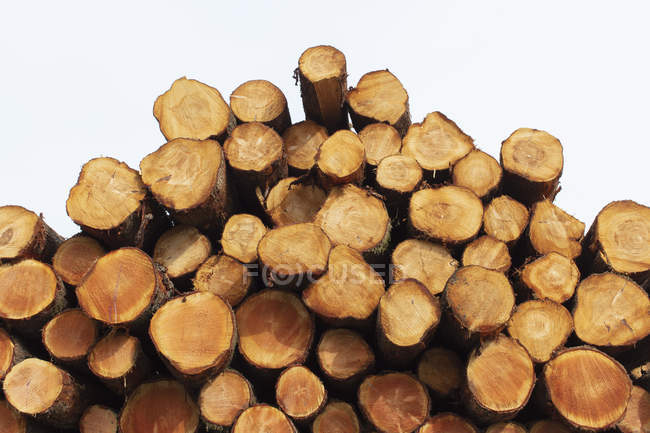Freshly cut spruces, hemlocks and firs logs stacked in forest — Stock Photo