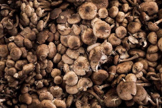 Close-up de cogumelos frescos na banca do mercado de alimentos
. — Fotografia de Stock