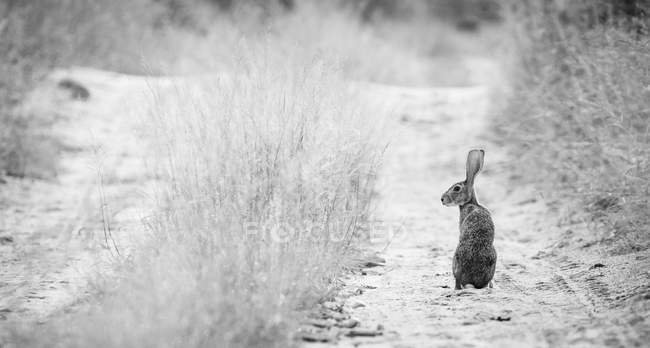 Скраб заяц, стоящий на дороге и оглядывающийся через плечо, в черно-белом — стоковое фото