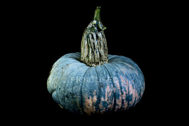 Close-up of blue pumpkin on black background. — Stock Photo