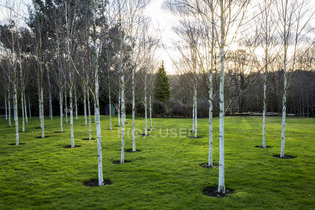 Jardim na primavera com bétulas brancas com troncos pálidos na grama em Amersham, Buckinghamshire, Inglaterra — Fotografia de Stock