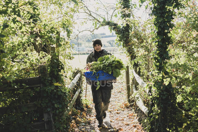 Woman walking and carrying blue crate with freshly harvested vegetables. — Stock Photo