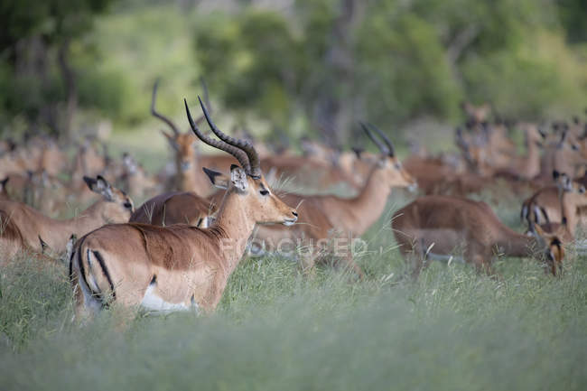 Troupeau d'antilopes impalas debout et broutant dans une longue herbe verte, Afrique — Photo de stock