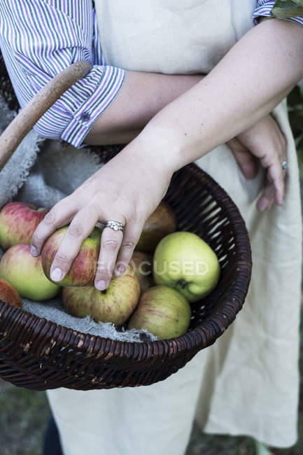 Nahaufnahme einer Frau mit Schürze, die einen braunen Weidenkorb mit frisch gepflückten Äpfeln hält. — Stockfoto