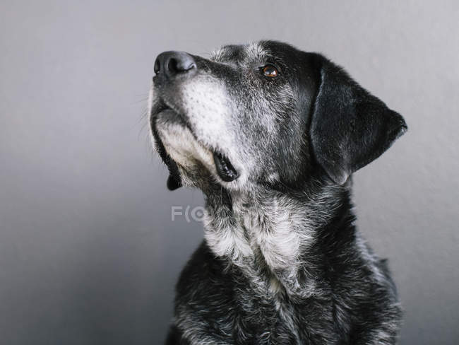 Porträt eines Mischlingshundes mit schwarzem Fell auf grauem Hintergrund — Stockfoto
