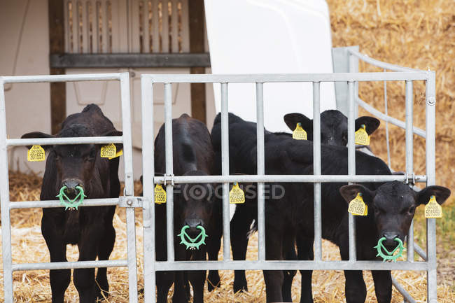Група чорних телят з гострим відлученням носових кілець у металевій ручці на фермі . — стокове фото
