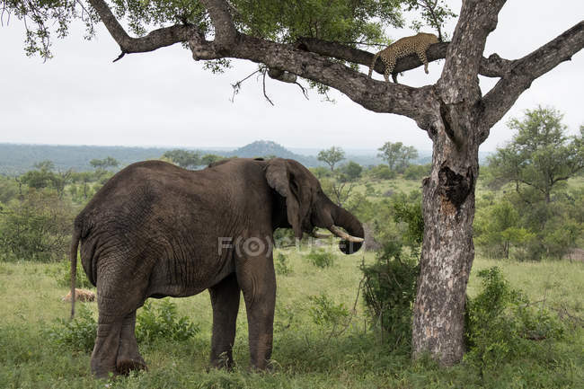 Elephant standing under tree with sleeping leopard in Africa — Stock Photo