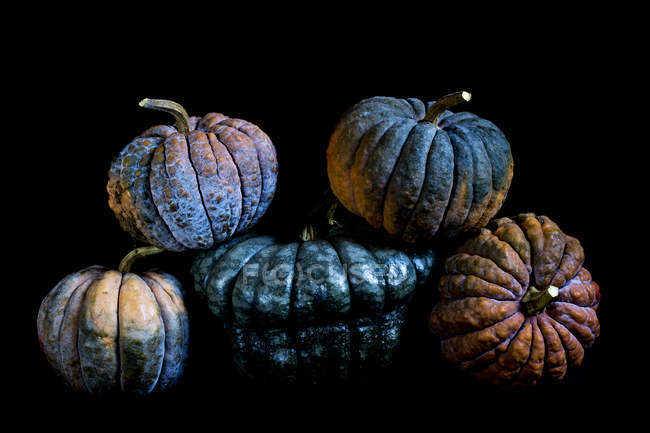 Close-up of selection of dark blue and orange pumpkins on black background. — Stock Photo