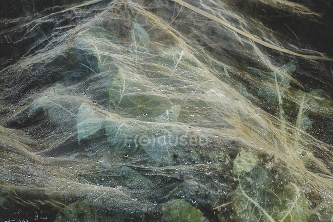 Close-up of cauliflower field covered in protective netting with dewdrops. — Stock Photo