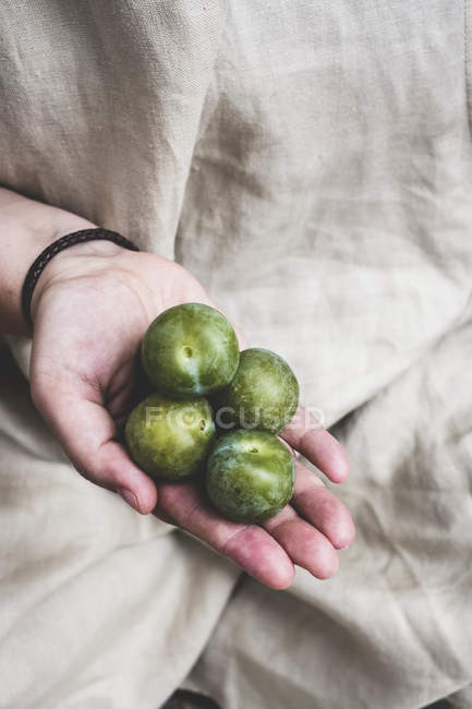 Gros plan de la personne tenant une main fraîche greengage . — Photo de stock