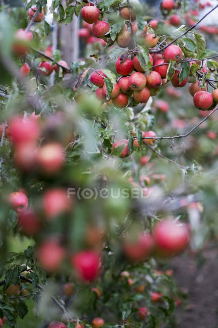 Melo in orto biologico in autunno con frutti rossi sui rami — Foto stock