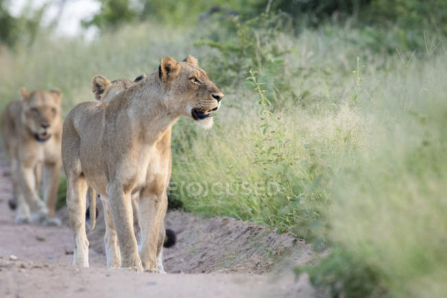 Orgulho de leões andando em linha para baixo estrada arenosa ladeada por grama verde com bocas abertas — Fotografia de Stock