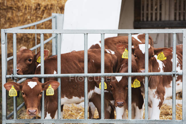 Gruppe von Guernsey-Kälbern im Metallstall auf einem Bauernhof. — Stockfoto