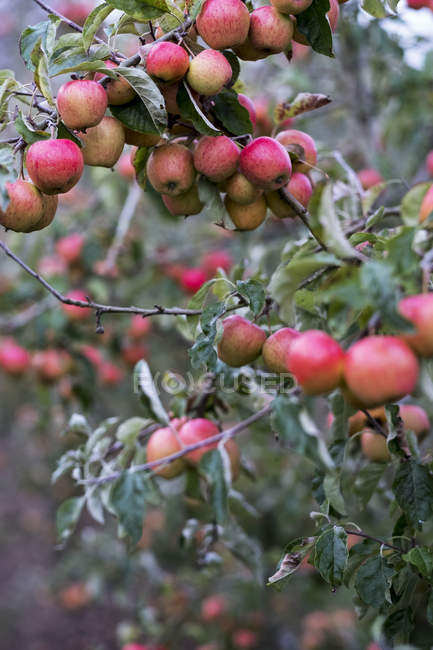 Melo in orto biologico in autunno con frutti rossi sui rami — Foto stock