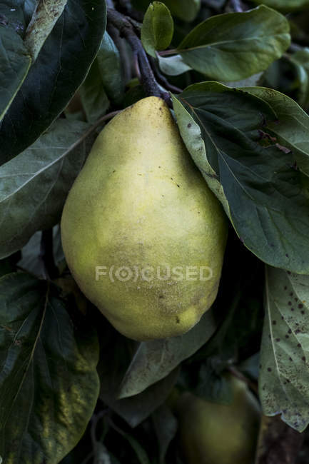 Close-up of green quince on tree with leaves. — Stock Photo