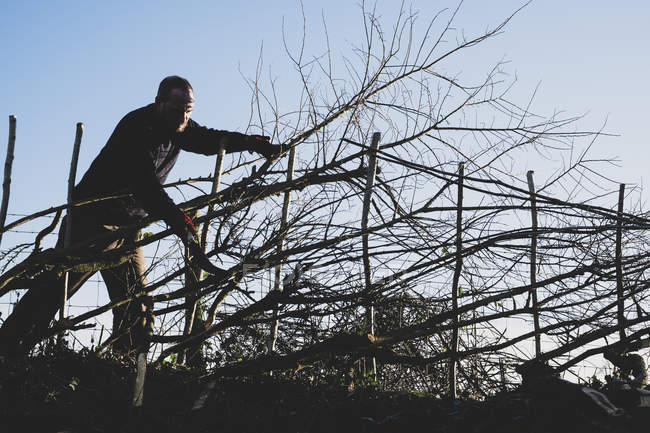 Bearded man building traditional hedge using wooden pleachers. — Stock Photo