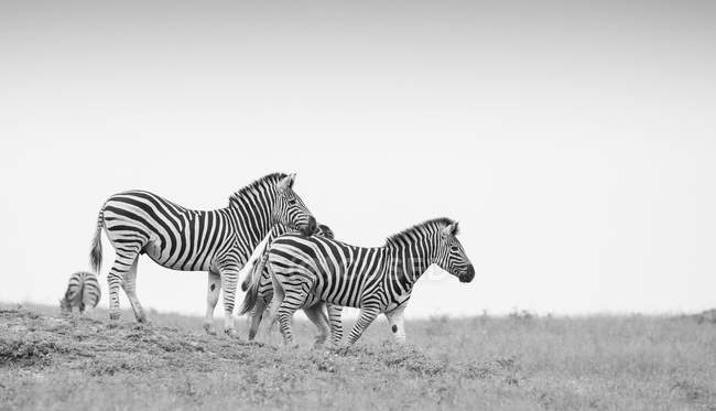 Herd of zebras walking down slope with clear sky in black and white — Stock Photo