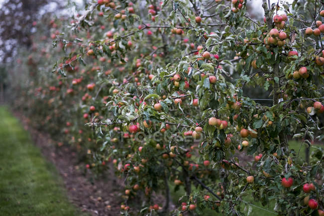 Apple trees in organic orchard garden in autumn with red fruit on branches — Stock Photo