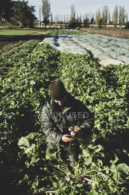 Smiling woman kneeling in field, holding bunch of harvested turnips. — Stock Photo