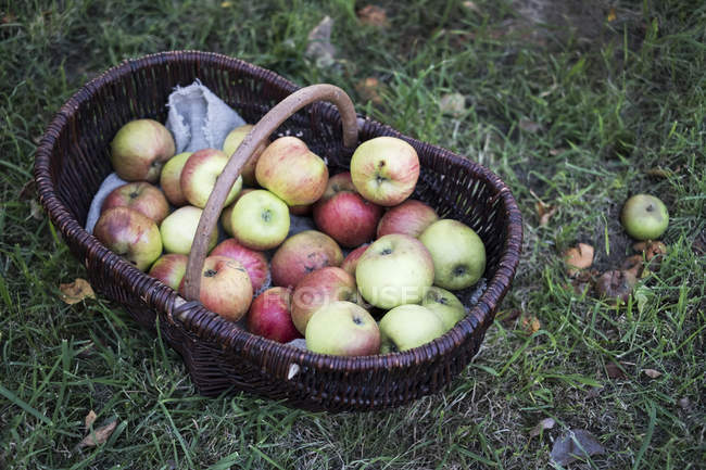Vista de ángulo alto de manzanas recién recogidas en canasta de mimbre marrón . - foto de stock