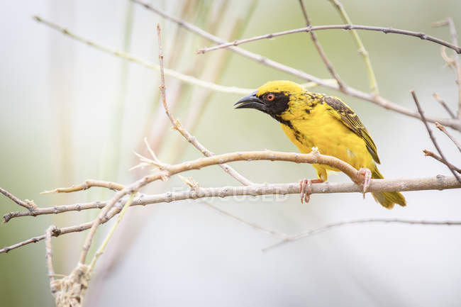 Close-up of yellow village weaver perched on bare branch with beak open — Stock Photo