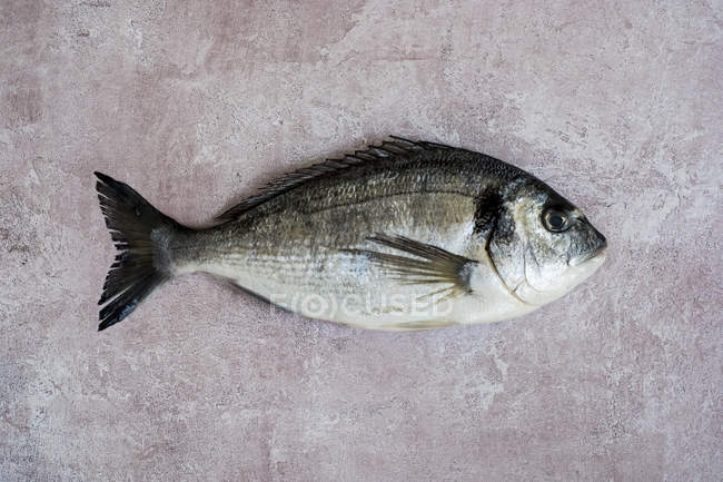 Top view of single fresh sea bream fish on tabletop. — Stock Photo