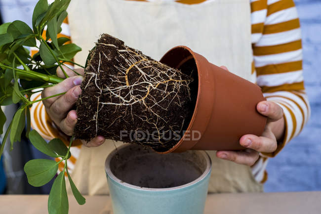 Nahaufnahme einer Person, die eine Pflanze in einen blauen Terrakottatopf umtopft. — Stockfoto